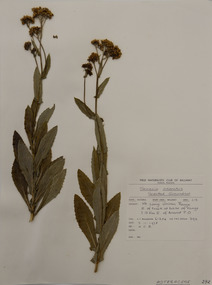 Plant specimen, Alexander Clifford Beauglehole, Senecio odoratus Hornem, 3/11/1978