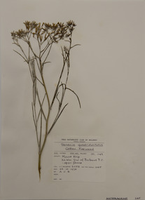 Plant specimen, Alexander Clifford Beauglehole, Senecio quadridentatus Labill, 26/10/1978