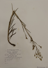 Plant specimen, Alexander Clifford Beauglehole, Senecio squarrosus A.Rich, 23/10/1978
