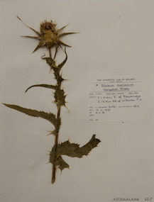 Plant specimen, Alexander Clifford Beauglehole, Silybum marianum (L.) Gaertn, 16/11/1978