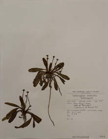 Plant specimen, Alexander Clifford Beauglehole, Solenogyne bellioides Cass, 8/11/1978