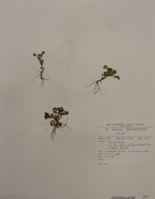 Plant specimen, Alexander Clifford Beauglehole, Soliva sessilis Ruiz & Pav, 27/10/1978