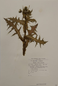 Alexander Clifford Beauglehole, Sonchus asper (L.) Hill, 25/10/1978