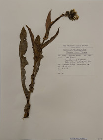 Plant specimen, Alexander Clifford Beauglehole, Sonchus hydrophilus Boulos, 18/11/1978