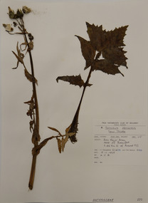 Plant specimen, Alexander Clifford Beauglehole, Sonchus oleraceus L, 8/11/1978