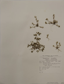 Plant specimen, Alexander Clifford Beauglehole, Stuartina muelleri Sond, 26/10/1978
