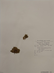 Plant specimen, Alexander Clifford Beauglehole, Millotia perpusilla (Turcz.) P.S.Short, 27/10/1978