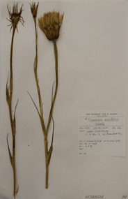 Plant specimen, Alexander Clifford Beauglehole, Tragopogon porrifolius L, 18/11/1978