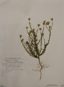 Plant specimen, Alexander Clifford Beauglehole, Vittadinia cuneata DC, 4/11/1978