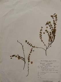 Plant specimen, Alexander Clifford Beauglehole, Bauera rubioides Andr, 5/11/1978