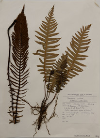 Alexander Clifford Beauglehole, Blechnum nudum (Labill.) Mett. ex Luerss, 6/11/1978