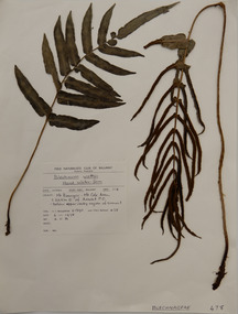 Plant specimen, Alexander Clifford Beauglehole, Blechnum wattsii Tindale, 6/11/1978
