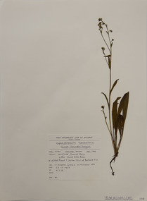 Plant specimen, Alexander Clifford Beauglehole, Hackelia suaveolens (R.Br.) Dimon & M.A.M.Renner, 23/10/1978