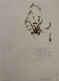 Plant specimen, Alexander Clifford Beauglehole, Myosotis australis R.Br, 3/11/1978