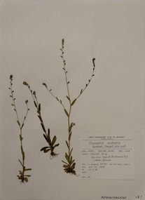 Plant specimen, Alexander Clifford Beauglehole, Myosotis australis R.Br, 27/10/1978