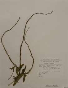 Plant specimen, Alexander Clifford Beauglehole, Sisymbrium officinale (L.) Scop, 18/11/1978