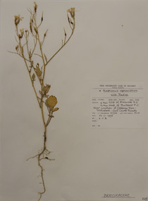 Plant specimen, Alexander Clifford Beauglehole, Raphanus raphanistrum L, 22/11/1978