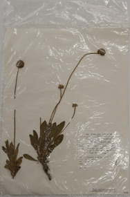 Plant specimen, Alexander Clifford Beauglehole, Brunonia australis Sm. ex R.Br, 6/11/1978
