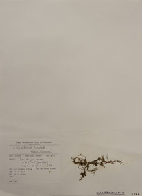 Plant specimen, Alexander Clifford Beauglehole, Callitriche brutia subsp. brutia, 8/11/1978
