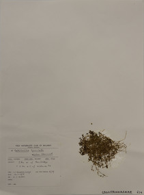 Plant specimen, Alexander Clifford Beauglehole, Callitriche brutia subsp. brutia, 16/11/1978