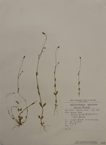 Plant specimen, Alexander Clifford Beauglehole, Wahlenbergia gracilenta Lothian, 26/10/1978