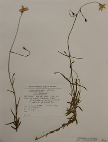 Plant specimen, Alexander Clifford Beauglehole, Wahlenbergia stricta (R.Br.) Sweet, 4/11/1978