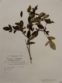 Plant specimen, Alexander Clifford Beauglehole, Polyscias sambucifolia (Sieber ex DC.) Harms, 23/11/1978