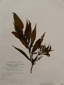 Plant specimen, Alexander Clifford Beauglehole, Sambucus gaudichaudiana DC, 6/11/1978