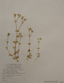 Plant specimen, Alexander Clifford Beauglehole, Cerastium glomeratum Thuill, 23/10/1978