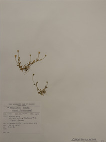 Plant specimen, Alexander Clifford Beauglehole, Moenchia erecta (L.) Gaertn.et al, 26/10/1978