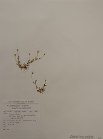 Plant specimen, Alexander Clifford Beauglehole, Moenchia erecta (L.) Gaertn.et al, 26/10/1978