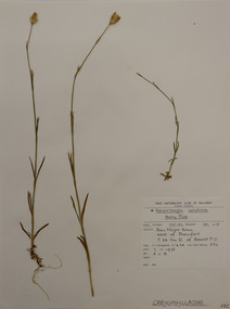 Plant specimen, Alexander Clifford Beauglehole, Petrorhagia dubia (Raf.) G.Lopez & Romo, 7/11/1978