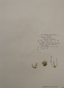 Plant specimen, Alexander Clifford Beauglehole, Sagina apetala Ard, 25/10/1978