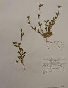 Plant specimen, Alexander Clifford Beauglehole, Silene gallica L, 3/11/1978
