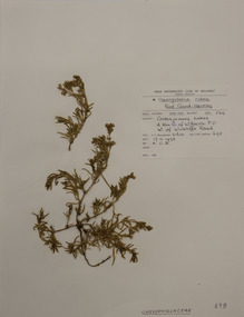 Plant specimen, Alexander Clifford Beauglehole, Spergularia rubra (L.) J.Presl & C.Presl, 17/11/1978