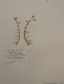 Plant specimen, Alexander Clifford Beauglehole, Spergularia rubra (L.) J.Presl & C.Presl, 16/11/1978