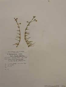 Plant specimen, Alexander Clifford Beauglehole, Spergularia rubra (L.) J.Presl & C.Presl, 16/11/1978