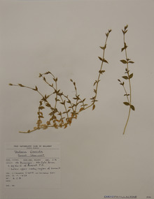 Plant specimen, Alexander Clifford Beauglehole, Stellaria flaccida Hook, 6/11/1978