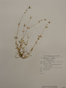 Plant specimen, Alexander Clifford Beauglehole, Stellaria media (L.) Vill, 26/10/1978