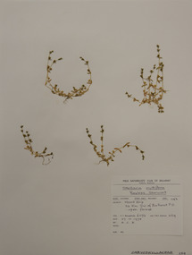 Plant specimen, Alexander Clifford Beauglehole, Stellaria multiflora Hook, 27/10/1978