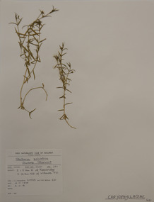 Plant specimen, Alexander Clifford Beauglehole, Stellaria angustifolia Hook, 16/11/1978