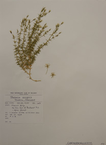 Plant specimen, Alexander Clifford Beauglehole, Stellaria pungens Brongn, 26/10/1978