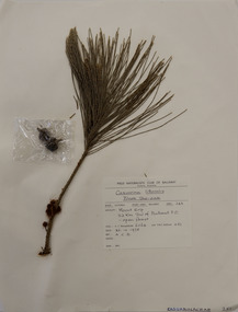 Plant specimen, Alexander Clifford Beauglehole, Allocasuarina littoralis (Salisb.) L.A.S.Johnson, 26/10/1978