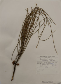 Plant specimen, Alexander Clifford Beauglehole, Allocasuarina verticillata (Lam.) L.A.S.Johnson, 4/11/1978