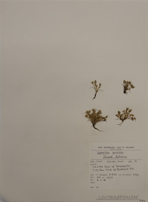 Plant specimen, Alexander Clifford Beauglehole, Aphelia pumilio F.Muell. ex Sond, 25/11/1978