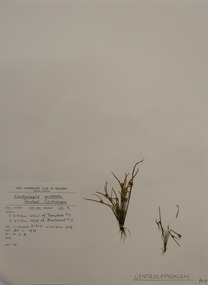 Plant specimen, Alexander Clifford Beauglehole, Centrolepis aristata (R.Br.) Roem. & Schult, 25/11/1978