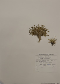 Plant specimen, Alexander Clifford Beauglehole, Centrolepis fascicularis Labill, 5/11/1978