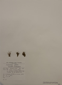 Plant specimen, Alexander Clifford Beauglehole, Centrolepis glabra (F.Muell. ex Sond.) Hieron, 4/11/1978
