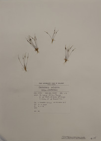 Plant specimen, Alexander Clifford Beauglehole, Centrolepis polygyna (R.Br.) Hieron, 3/11/1978