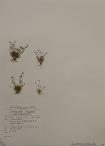 Plant specimen, Alexander Clifford Beauglehole, Centrolepis strigosa (R.Br.) Roem. & Schult, 26/10/1978